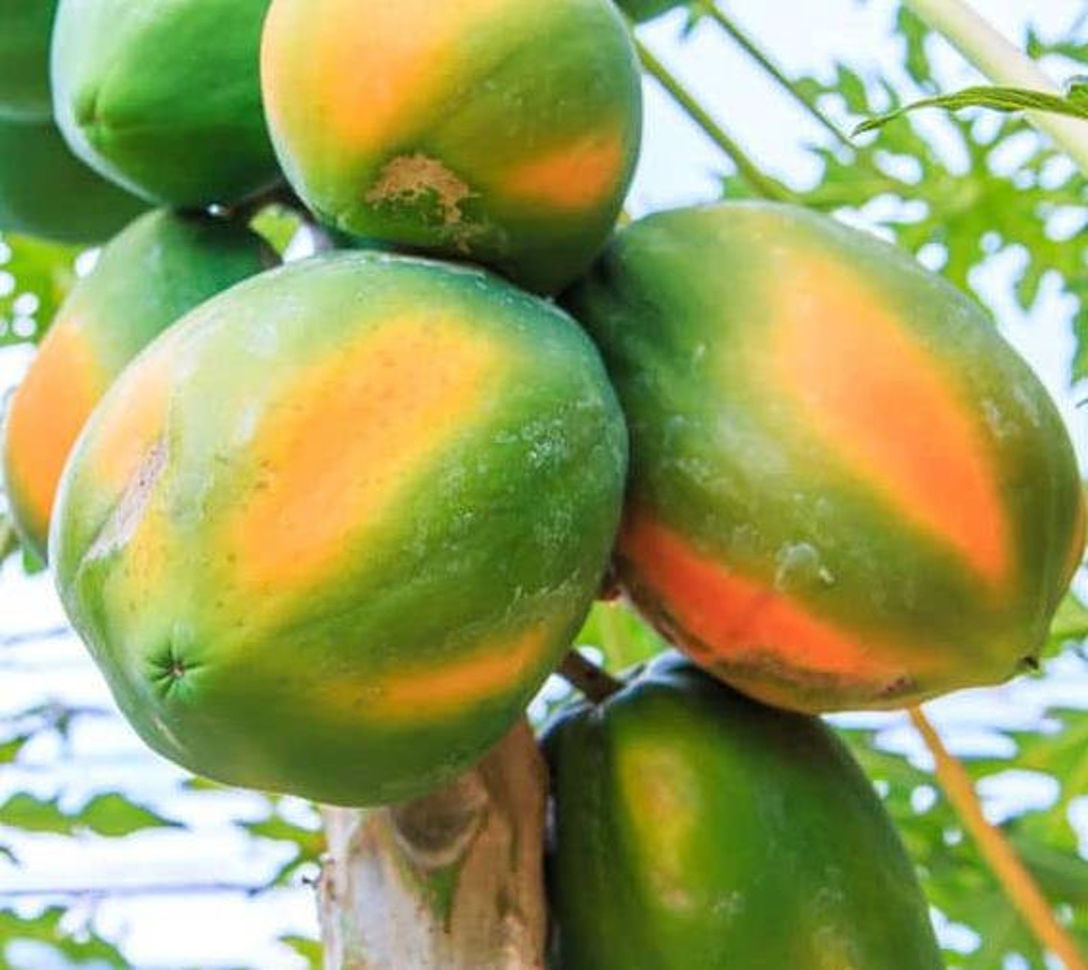 Carica Papaya Honeydew Papaya Melon Tree 20 Seeds Etsy