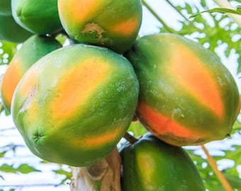 Carica Papaya Coorg Honeydew - Papaya - Melon Tree - 20 Seeds