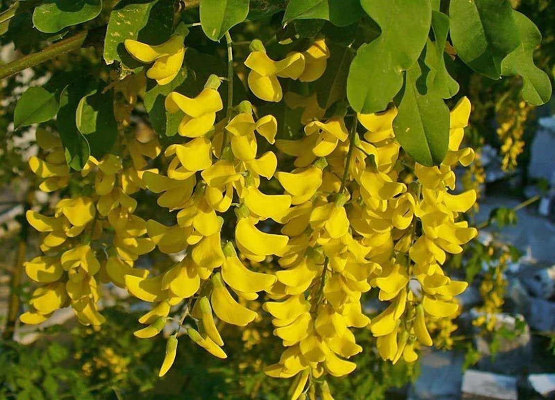 20 GOLDEN CHAIN TREE Goldenchain Laburnum Anagyroides Seeds Etsy