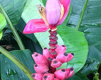 Musa velutina - Pink Dwarf Banana - 5 Seeds