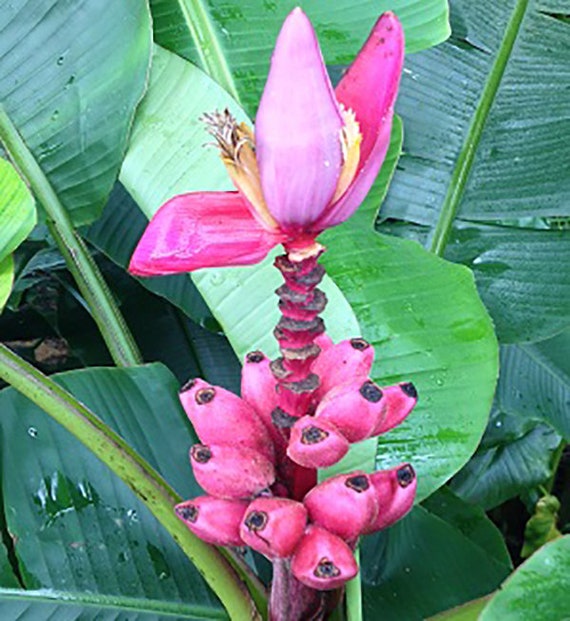 Musa Velutina Pink Dwarf Banana 5 Seeds Etsy