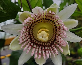 Passiflora nigradenia 5 Samen, Passionsblume Maracuja