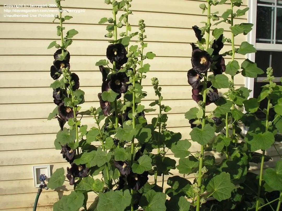 Alcea rosea 'Nigra' bare roots — Buy black hollyhocks online at Farmer  Gracy UK