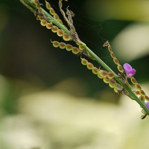 Desmodium gangeticum Seeds Salparni 10 Seeds image 4