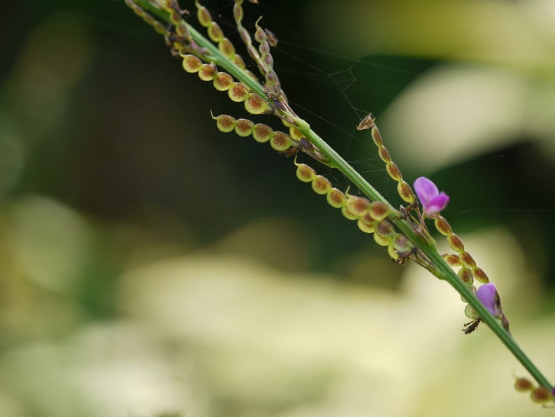 Desmodium gangeticum Seeds Salparni 10 Seeds image 4