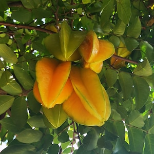 Semillas de carambola (Averrhoa carambola) - Fruta estrella (árbol dulce) - Planta fresca, sin OMG
