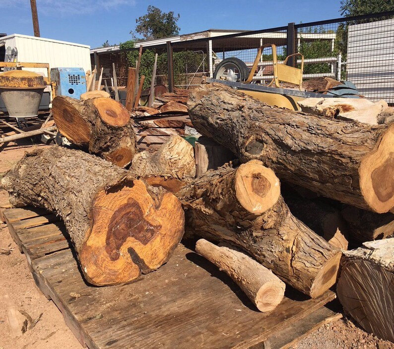 100 Dalbergia Sissoo Seeds Shisham Jacaranda Sheesham Wood Etsy UK