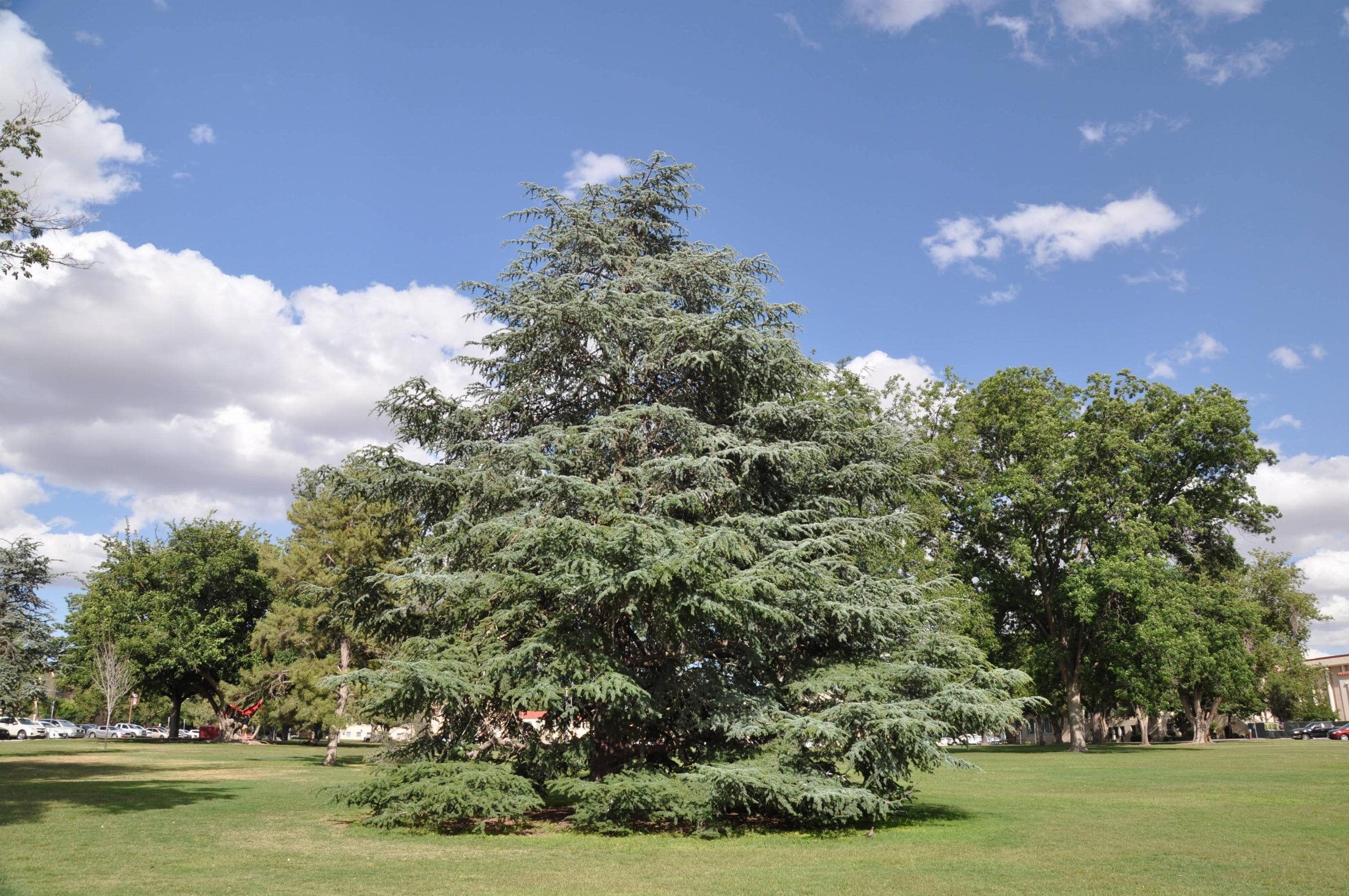 セドラス・アトランティカ「グラウカ」種子、ブルーアトラスシーダー