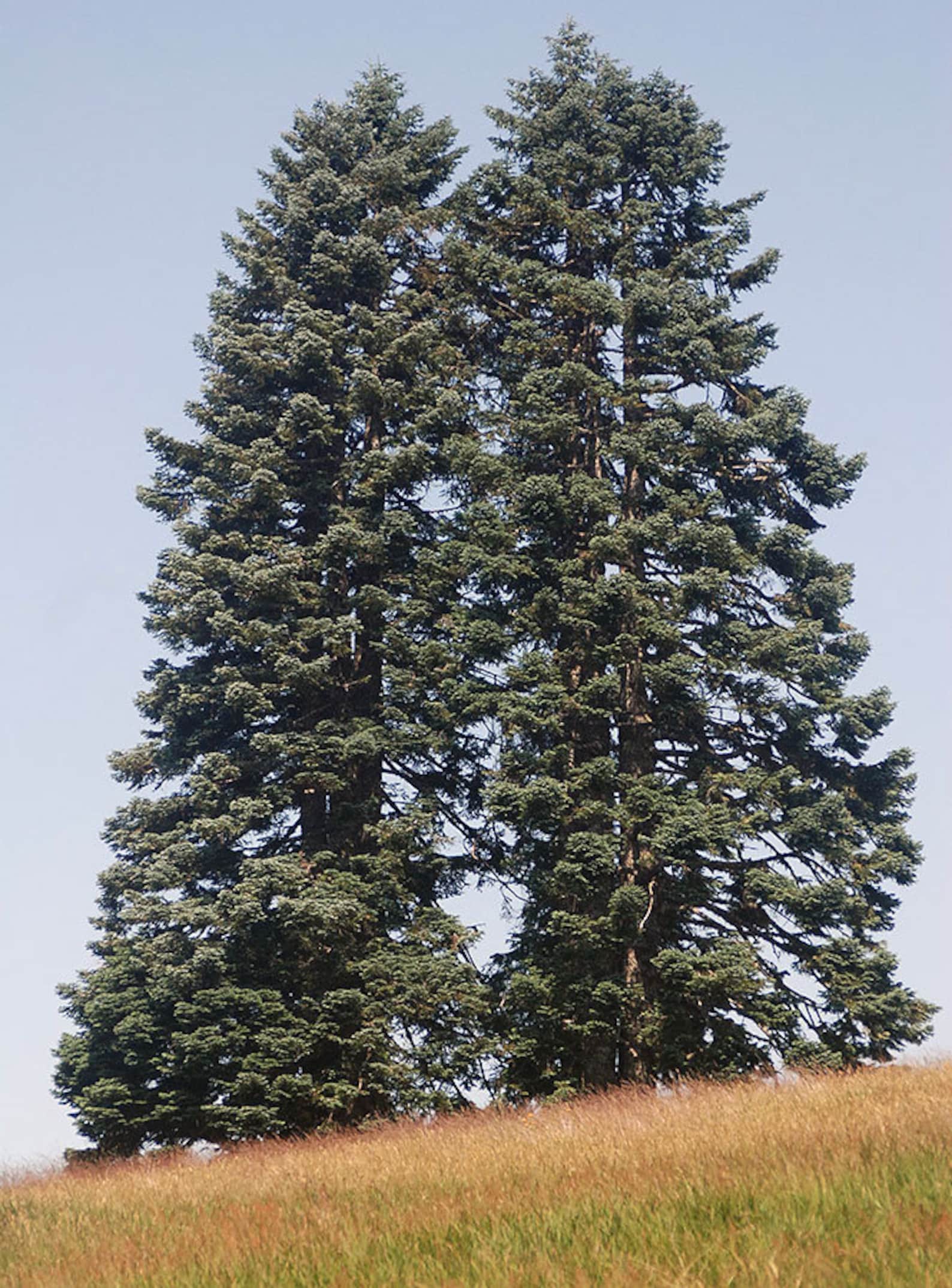 Abies Nobilis Procera Noble Fir Red Fir Christmas Tree XMAS Etsy