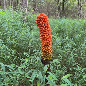 Amorphophallus - Etsy 日本