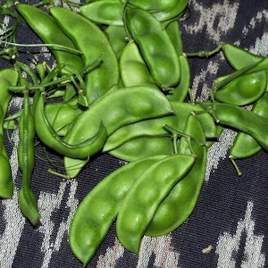 Semillas de Phaseolus lunatus, haba de Lima, haba de mantequilla, haba de Madagascar - 10 semillas