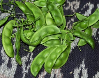 Semillas de Phaseolus lunatus, haba de Lima, haba de mantequilla, haba de Madagascar - 10 semillas