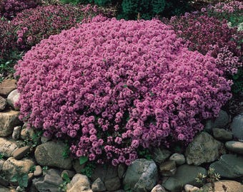 Semillas de Thymus serpyllum, tomillo de Breckland, tomillo silvestre, tomillo rastrero enano - 100 a 1000