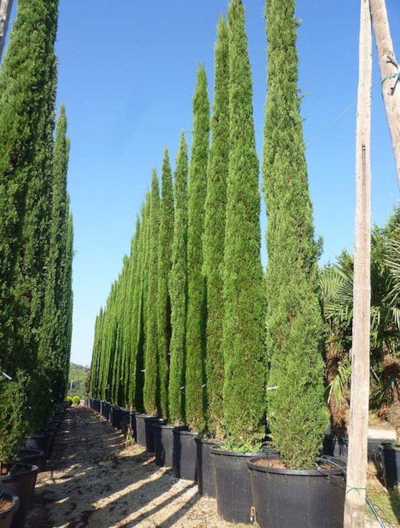 500 Semillas De Ciprés Italiano (Cupressus Sempervirens Stricta) - Para Jardinería, Setos O Decoración