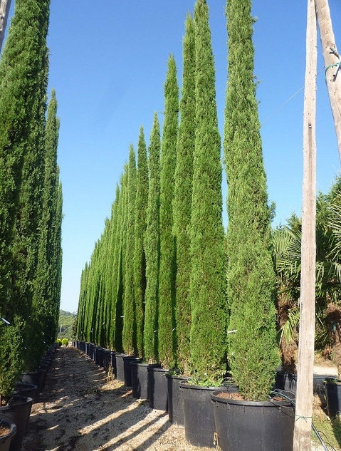 150 FRESH Italian Cypress Cupressus Sempervirens seeds STRICTA variety 150 FRESH Italian Cypress Cupressus Sempervirens seeds STRICTA variety