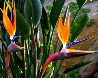 Strelitzia reginae - Orange Bird of Paradise Seeds