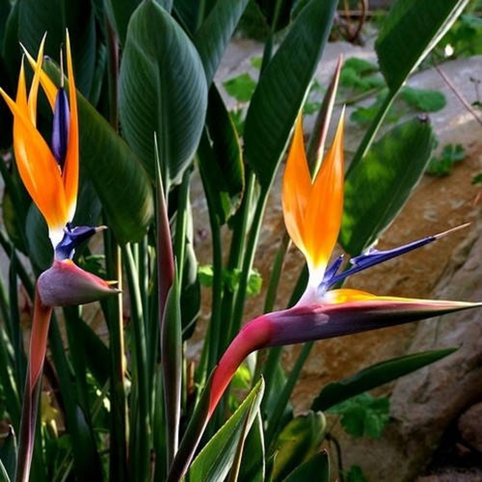 Orange Bird of Paradise Flower Seeds - 5 Seeds to Grow - Great Indoor  Tropical Plant or Bonsai - Strelitzia Reginae 