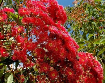 10 Eucalyptus Ficifolia Seeds Albany Red Flowering Gum, Corymbia