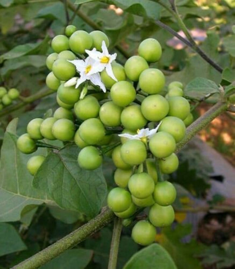 Thai Pea Eggplant 100 Seeds Solanum Torvum Fresh Organic Etsy