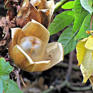 以下が含まれることがあります： 茶色く乾燥した種子のさやのクローズアップ。白い丸い種子が中に入っています。さやが開いていて、種子がみえています。さやは緑色のつるに付いています。