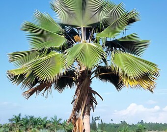 thumbnail image 2 of SeedHead 10 Fiji Fan Palm Tree Seeds (Pritchardia Pacifica) – Fast Growing Tropical Plant For Indoor/Outdoor 2 of 4