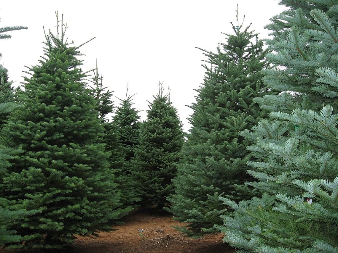 Abies Nobilis Procera Noble Fir Red Fir Christmas Tree XMAS Etsy