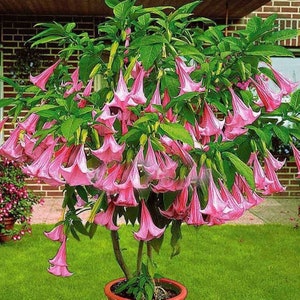 Brugmansia Pink Delight - Brugmansia suaveolens var. roze zaden