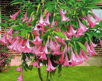 10 Tabebuia Rosea, Lapacho, Tabebuia Rose, Maquilíshuat Samen - Österreich