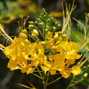 Semi gialli di Caesalpinia pulcherrima - Poinciana nana - 10 semi - Barbados Pride