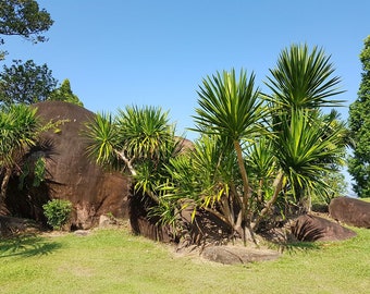 Dracaena cochinchinensis - Thai Dragon Tree - 5 Seeds