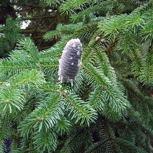 Abies pindrow West Himalayan Fir 20 Seeds image 3