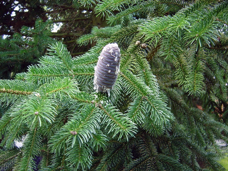 Abies pindrow West Himalayan Fir 20 Seeds image 3