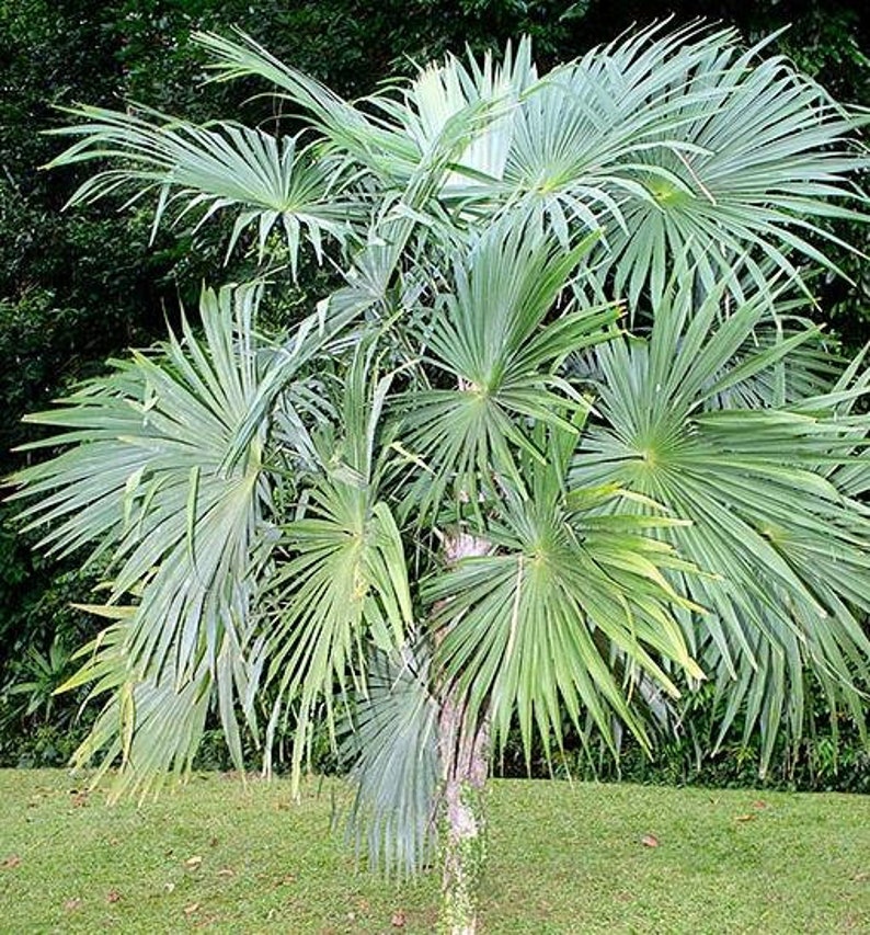 Cryosophila guagara Guágara Palm 4 Seeds image 1