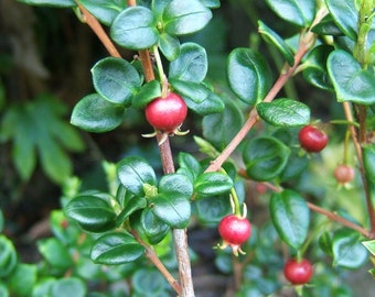 Rare Chilean Guava Murtilla Ugni Molinae Fruit 10 Seeds