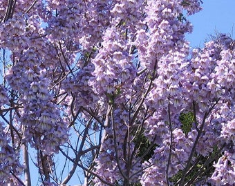 100 Paulownia Elongata Seeds Plants Princess Tree Big Flowers Rare Beautiful 