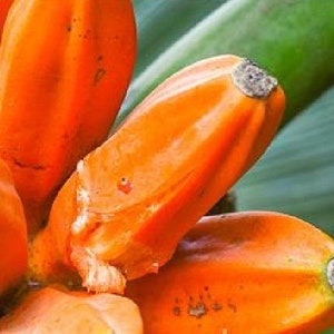 Könnte beinhalten: Eine Ansammlung von leuchtend orangefarbenen, länglichen Fruchtsegmenten mit glatter, wachsartiger Schale und kleinen, dunklen, strukturierten Spitzen. Die Segmente sind in einer dichten, radialen Formation angeordnet und weisen Farbnuancen auf.