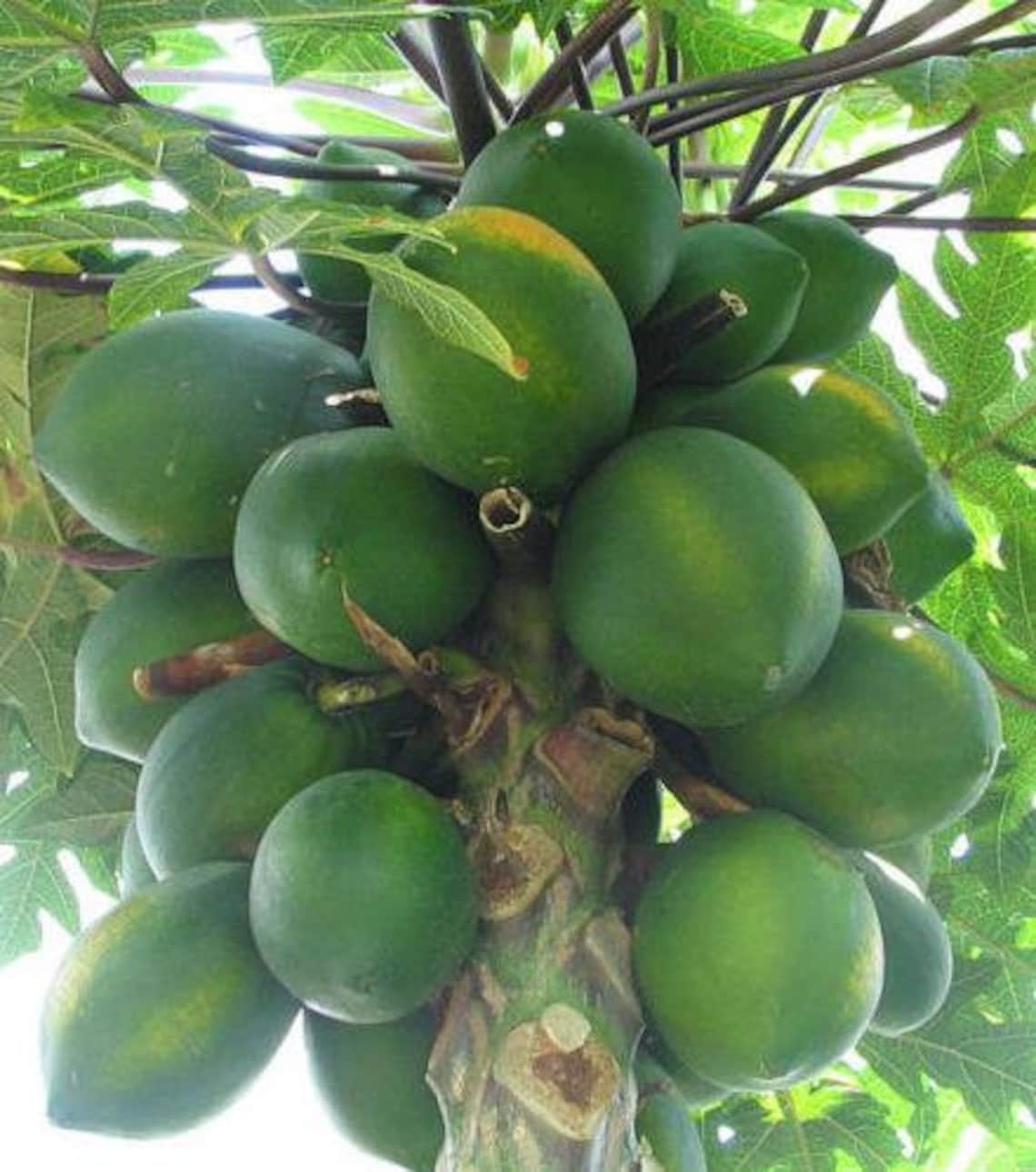 Carica Papaya Honeydew Papaya Melon Tree 20 Seeds Etsy