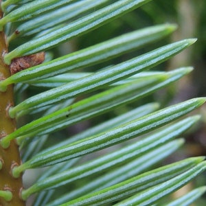 Abies cephalonica Seeds Grecian Fir 10 Seeds image 4