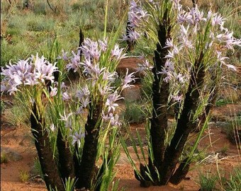 Xerophyta Retinervis 10 Seeds, Black Desert Lily, African