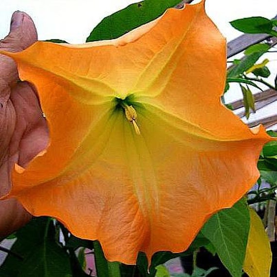 エンジェルトランペットオレンジ（Brugmansia suaveolens Orange）25株