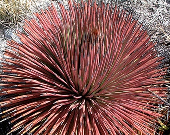 Agave Stricta Rubra * Red Hedgehog Agave * Perennial Spiny Succulent * 5 Seeds