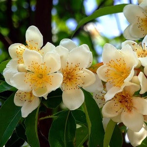 Puede incluir: Primer plano de flores blancas con centros amarillos. Las flores están en flor y tienen un aspecto delicado. Las flores están rodeadas de hojas verdes.