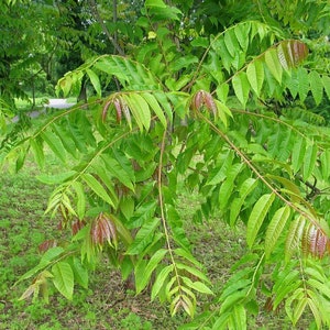 Toona Sinensis var. FLAMINGO Chinese toon, Chinese mahogany 30 Seeds image 7