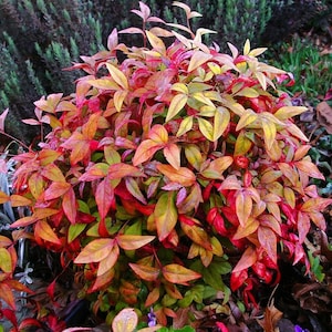 Nandina Domestica Hemelse bamboe, heilige bamboe - Makkelijk te kweken 20 zaden
