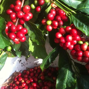 Könnte beinhalten: Trauben von leuchtend roten Kaffeekirschen hängen an grün beblätterten Zweigen, während viele weitere geerntete rote Kaffeekirschen in einem weißen Behälter darunter gesammelt sind. Die Kaffeekirschen sind rund, glatt und glänzend.