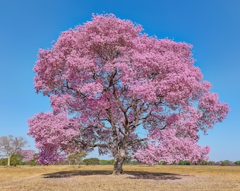 Peut inclure: Un grand arbre mature doté d'un tronc brun épais et texturé, avec des branches étendues couvertes de grappes denses de fleurs rose vif, se dressant dans un champ d'herbe sèche sous un ciel bleu clair et lumineux en journée.