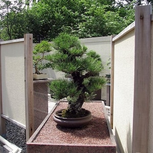 10 semi di Pinus Thunbergii - Pino nero giapponese