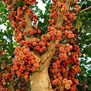 Può includere: Un ramo di albero carico di grappoli di piccoli frutti rotondi di colore arancio-rosso. I frutti sono densamente raggruppati, creando uno spettacolo vibrante e colorato.