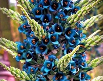 Puya Berteroniana Alpestris Semi Sapphire Tower Puya Alpestris * Molto raro *