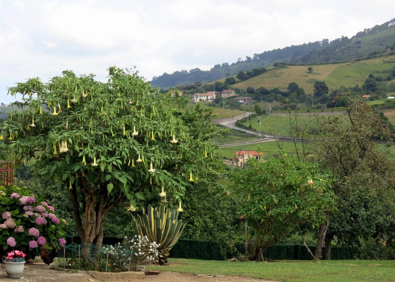 Brugmansia arborea Angel Trumpet Trompe of Angels Tree Flower Venus 20 Seeds image 1